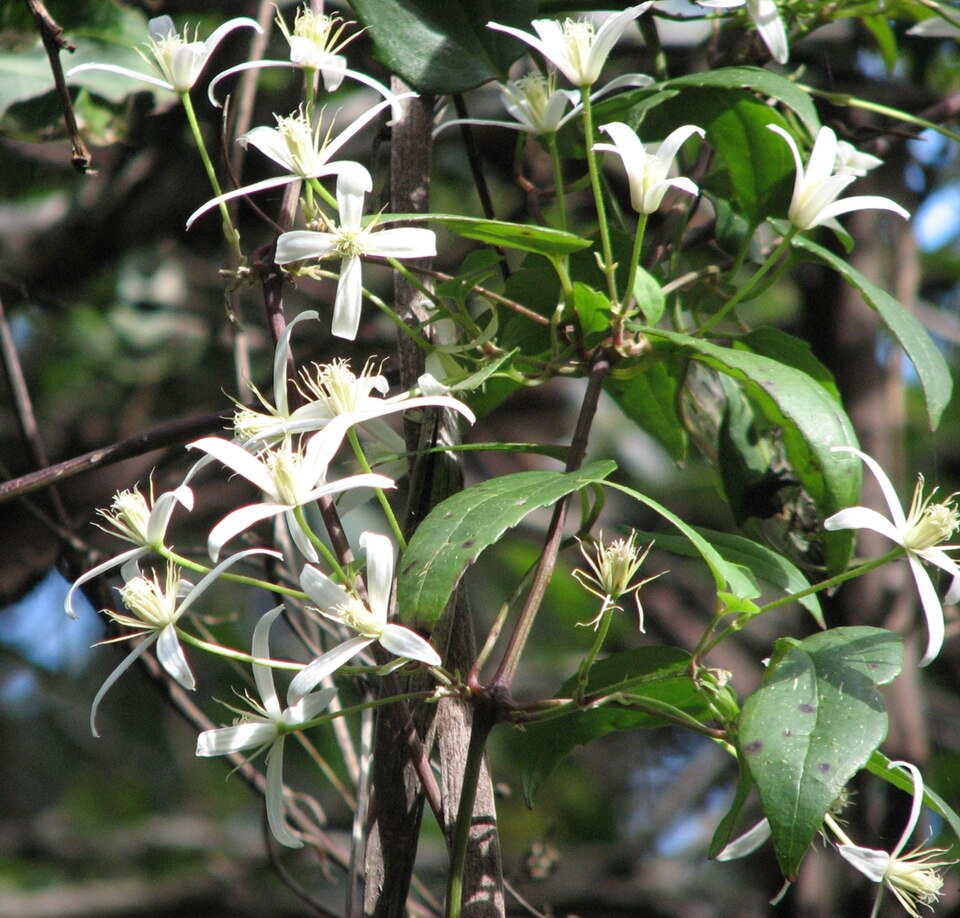 Clematis aristata (Australian Clematis)