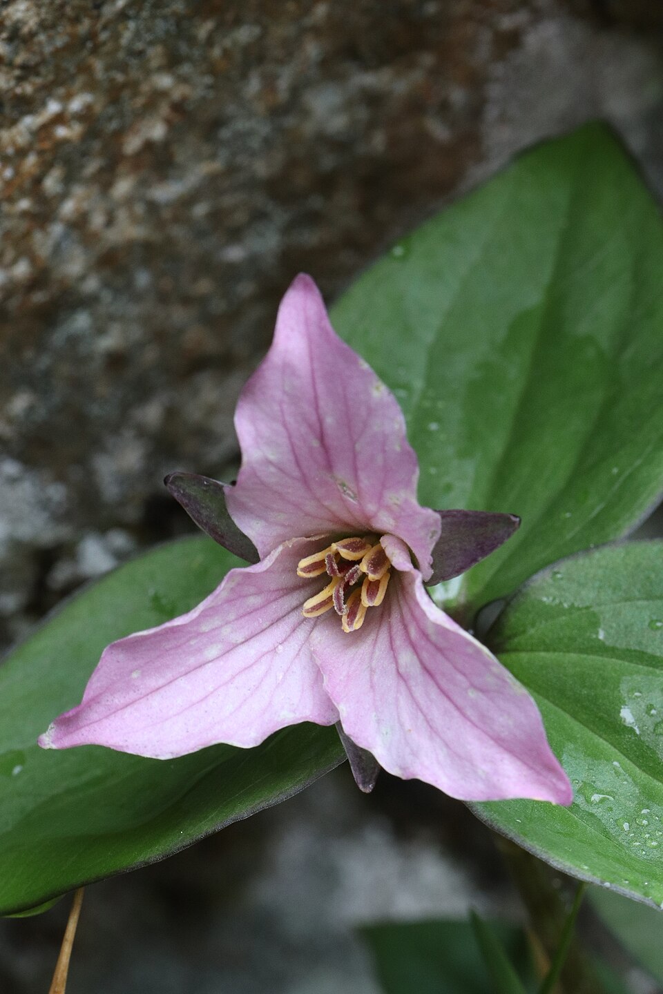 Trillium (trilliums) (alternate view 2)