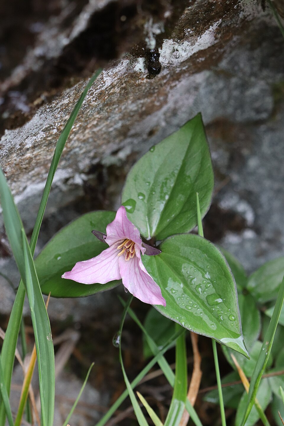 Trillium (trilliums) (alternate view 3)