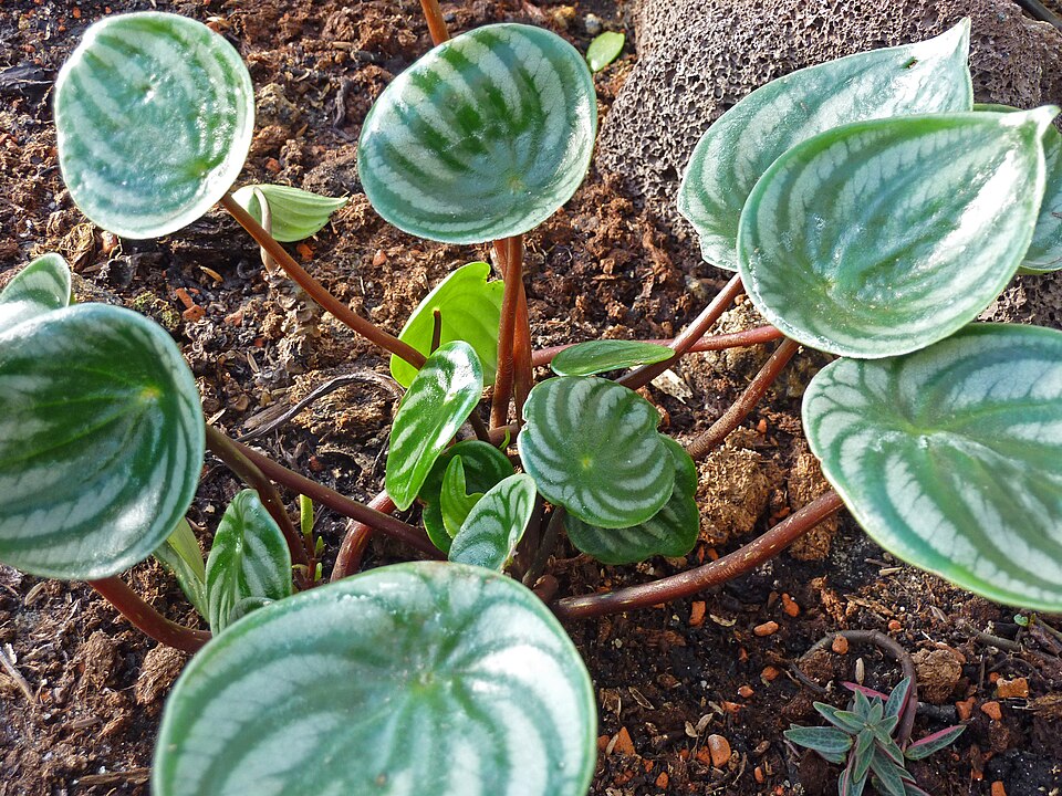Peperomia argyreia (Watermelon Peperomia)