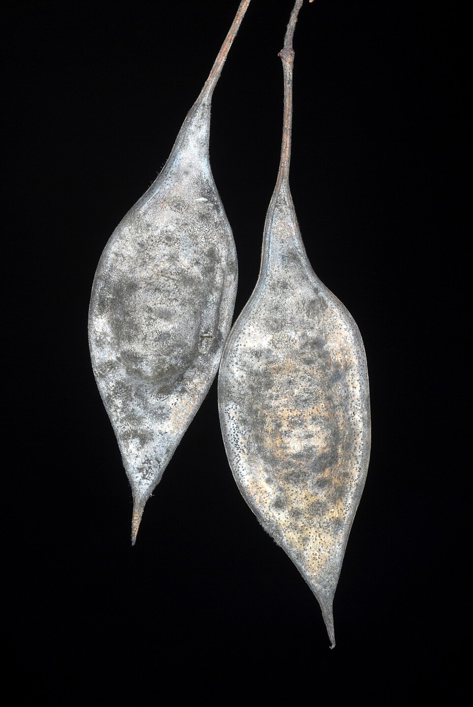 Sesbania vesicaria (Bladder Pod) (alternate view 8)