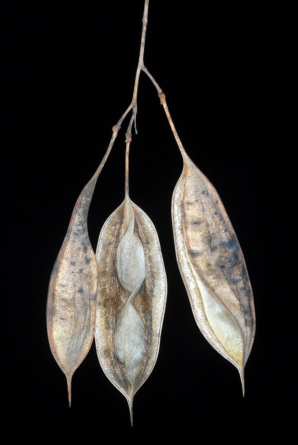 Sesbania vesicaria (Bladder Pod) (alternate view 9)