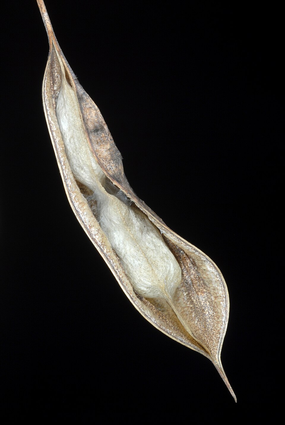 Sesbania vesicaria (Bladder Pod) (alternate view 10)