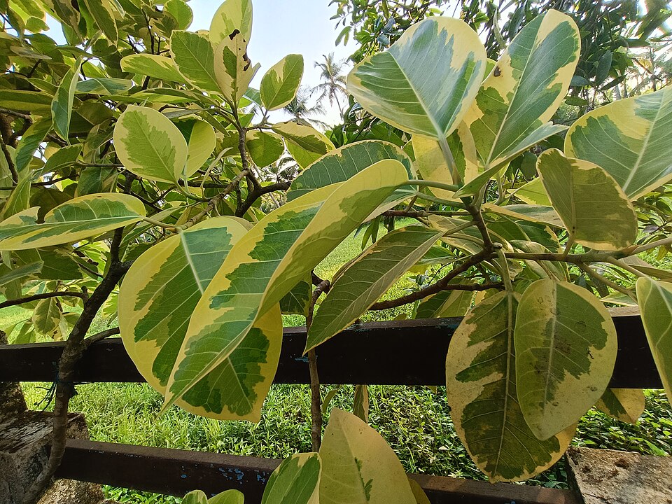 Ficus altissima (Council Tree) (alternate view 6)