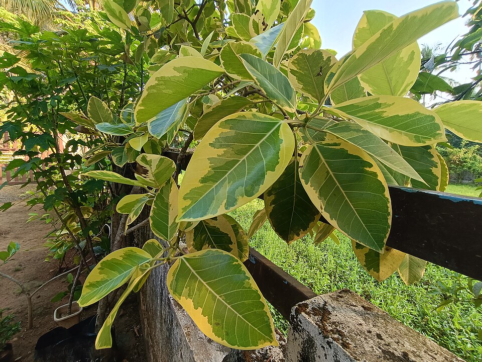 Ficus altissima (Council Tree) (alternate view 7)