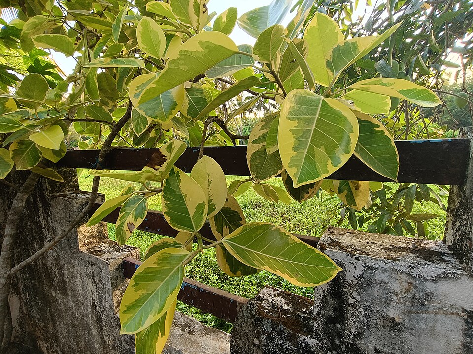 Ficus altissima (Council Tree) (alternate view 8)