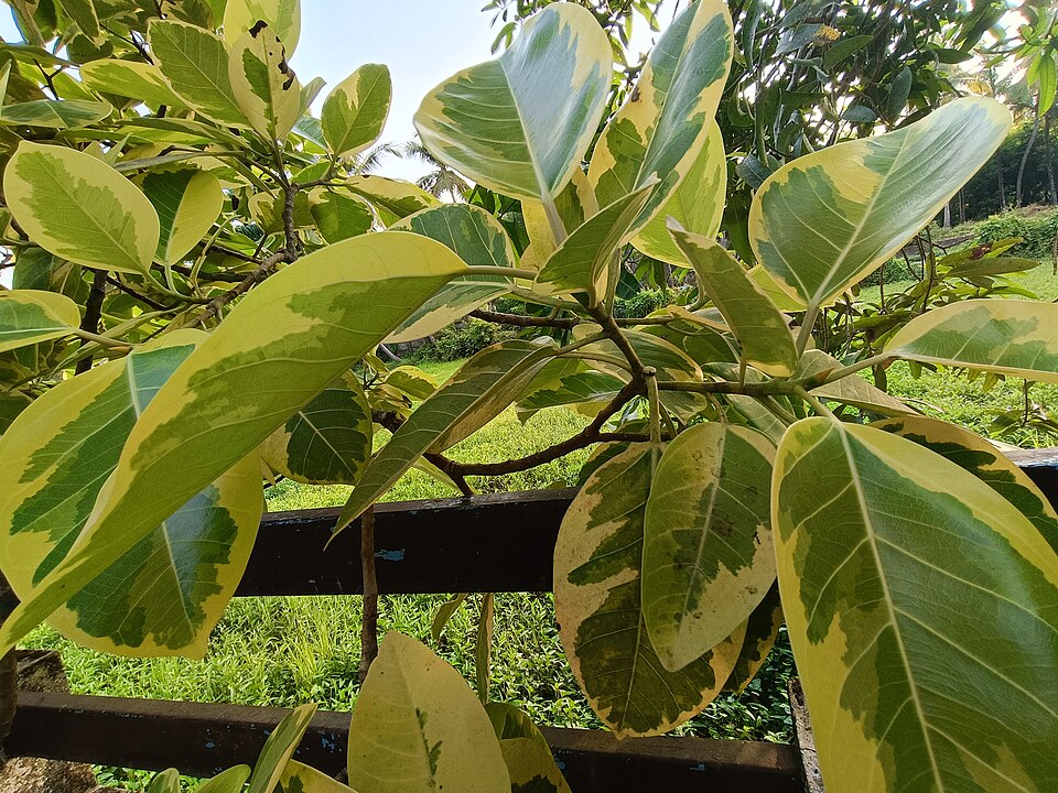 Ficus altissima (Council Tree) (alternate view 9)