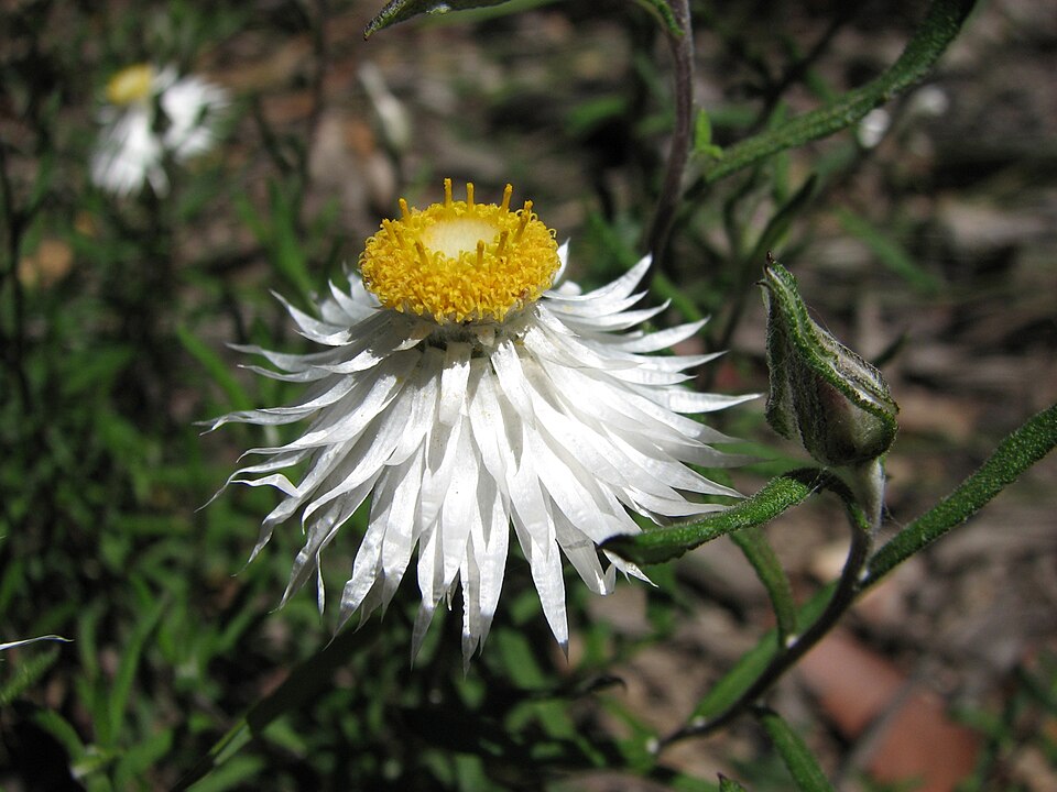 Helichrysum leucopsideum (Satin Everlasting)