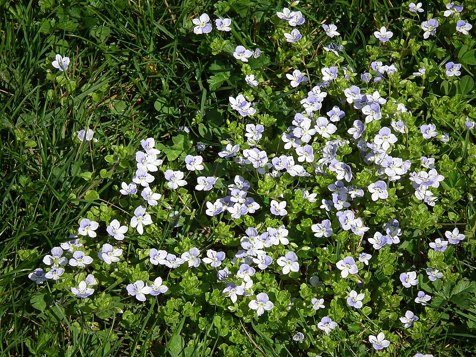 Veronica filiformis (Slender speedwell)
