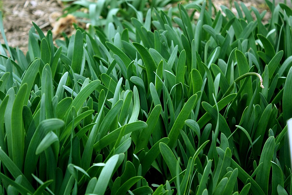Allium atropurpureum (Dark Purple Allium) (alternate view 6)