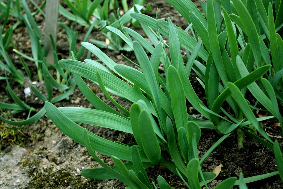 Allium atropurpureum (Dark Purple Allium) (alternate view 8)