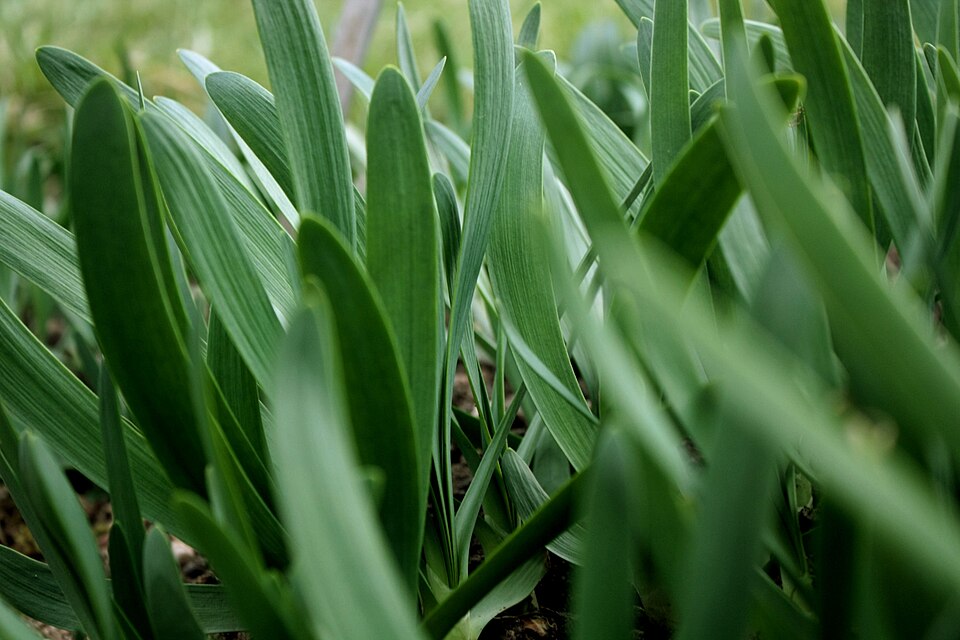Allium atropurpureum (Dark Purple Allium) (alternate view 9)