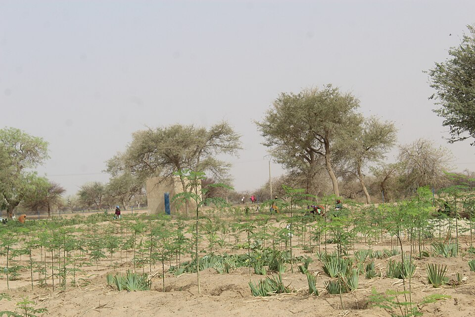 Moringa (Moringas)