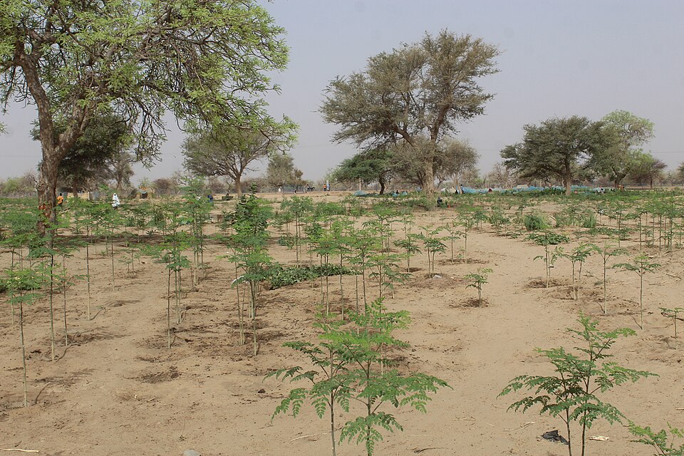 Moringa (Moringas) (alternate view 2)