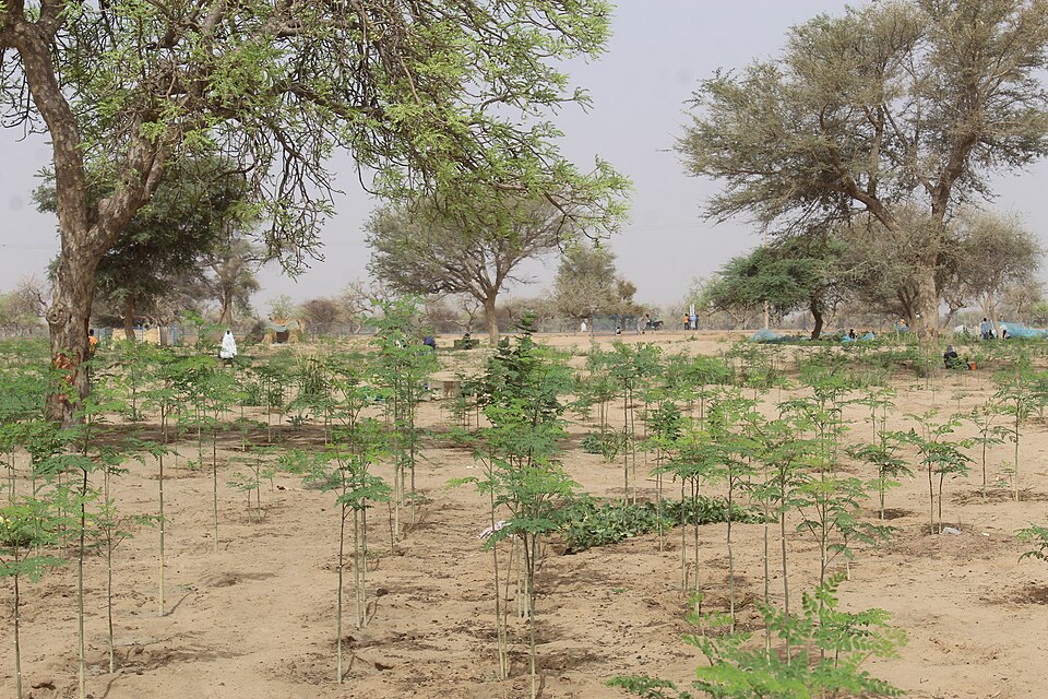 Moringa (Moringas) (alternate view 3)