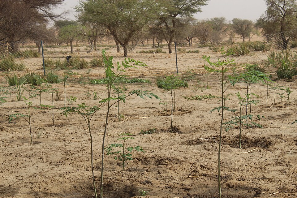 Moringa (Moringas) (alternate view 4)