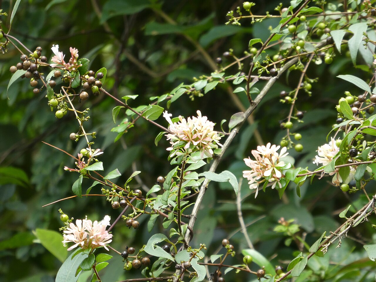 Abelia chinensis, Chinese abelia — mounding semi-evergreen (Caprifoliaceae) (image 1 of 8)