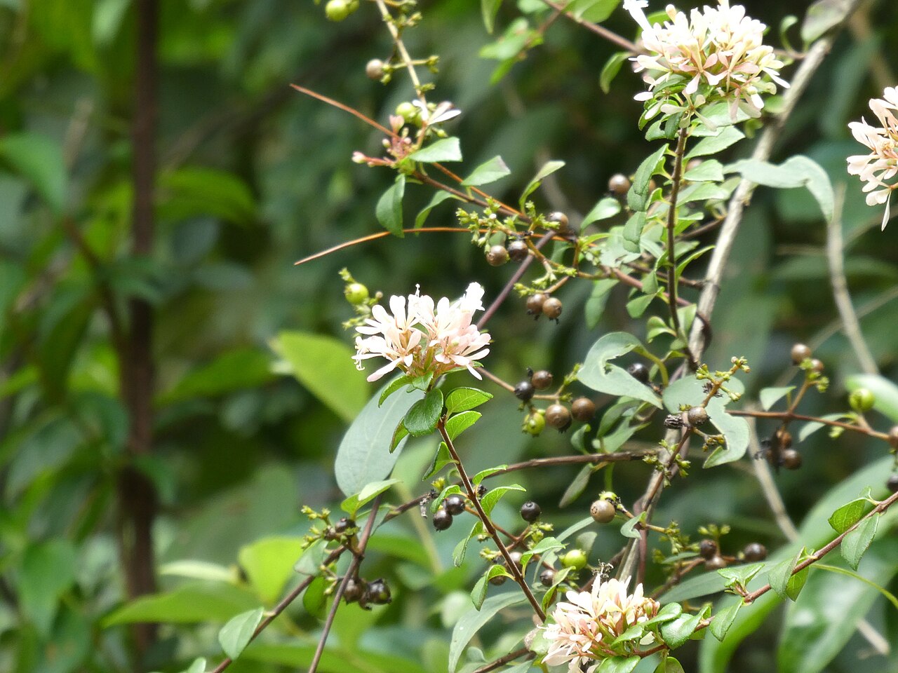 Abelia chinensis, Chinese abelia — mounding semi-evergreen (Caprifoliaceae) (image 2 of 8)