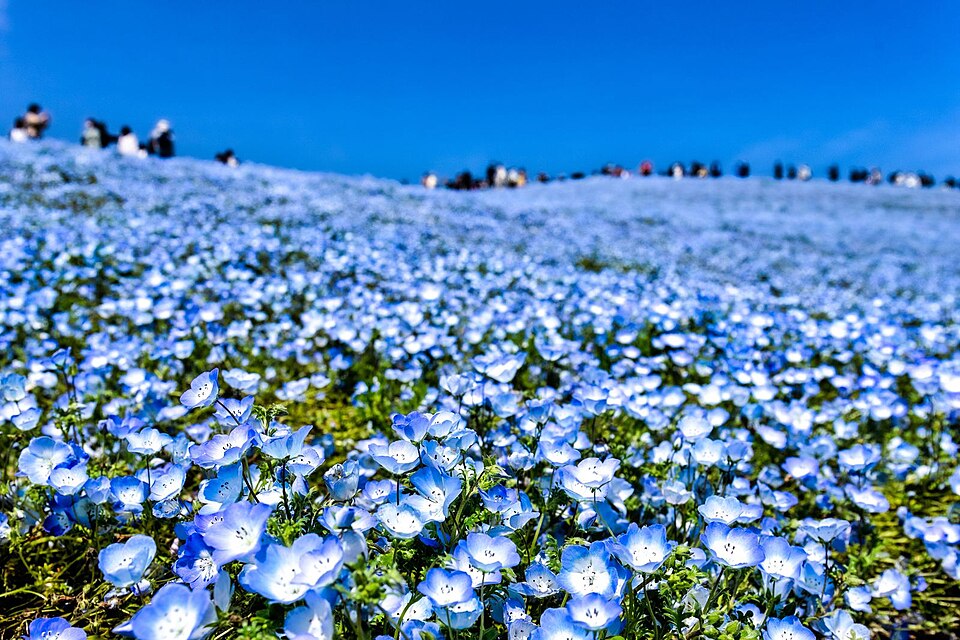 Nemophila (baby blue eyes and allies) (alternate view 2)