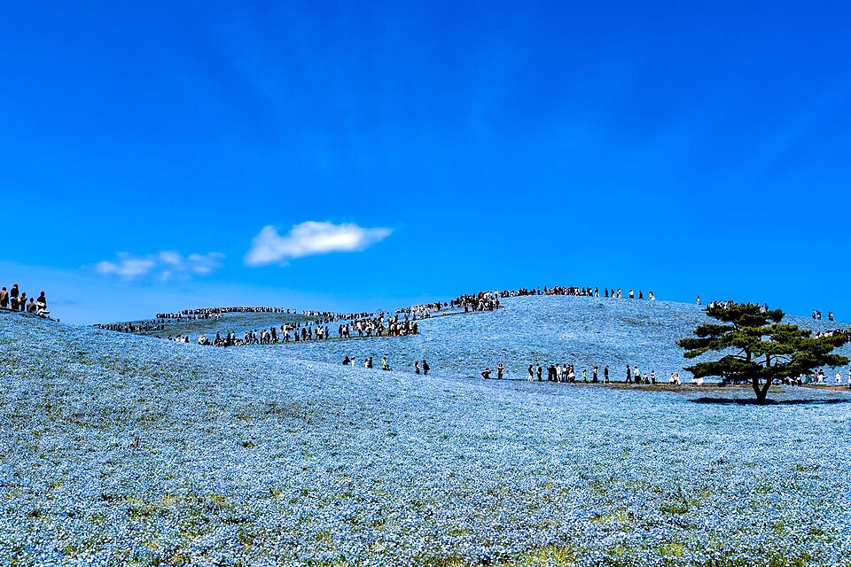 Nemophila (baby blue eyes and allies) (alternate view 3)