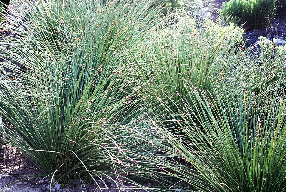 Ficinia nodosa (Knobby Clubrush) (alternate view 7)