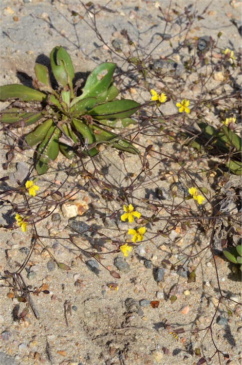 Goodenia mystrophylla (wild pansies) (alternate view 8)