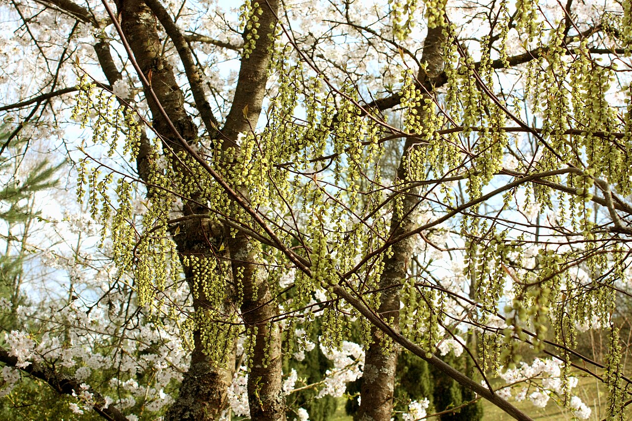 Stachyurus praecox, Early spiketail — spreading deciduous (Stachyuraceae) (image 5 of 10)