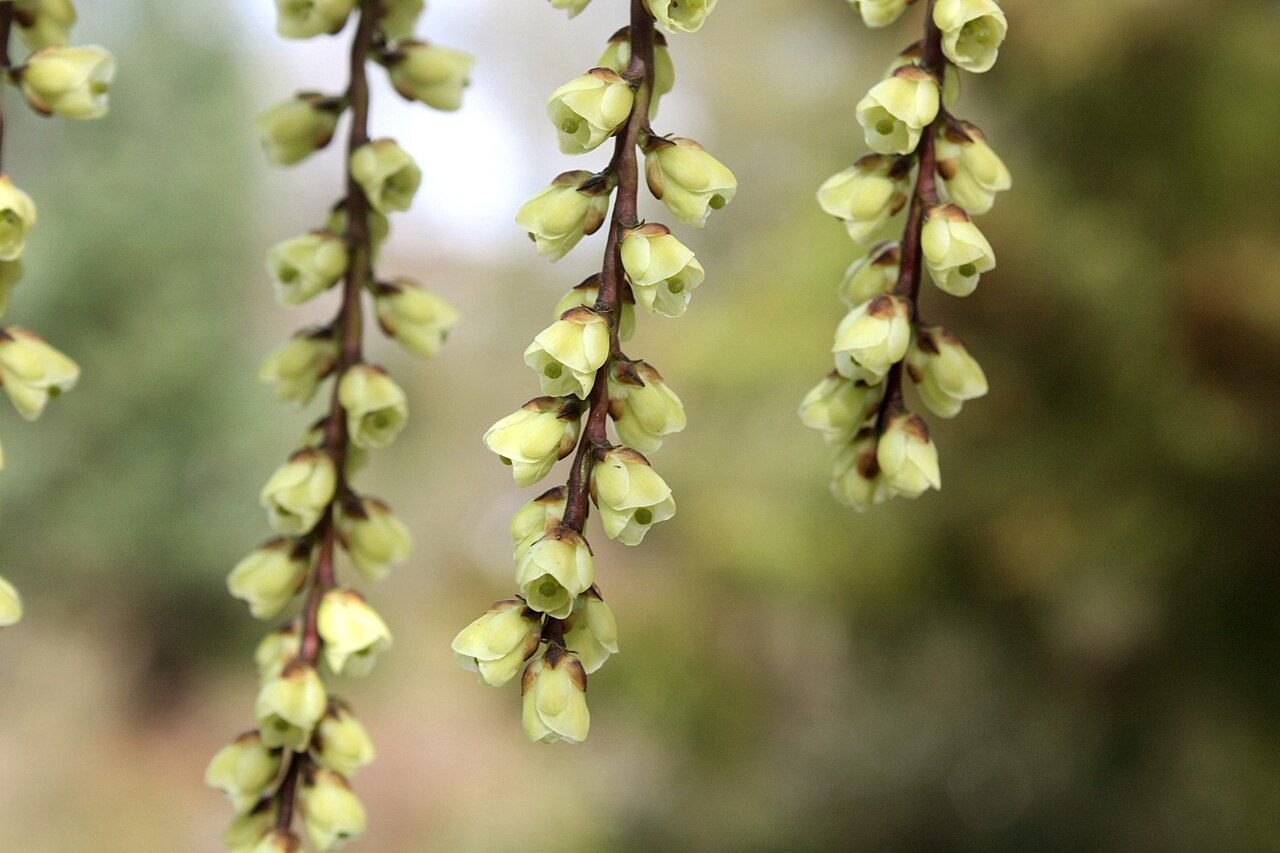 Stachyurus praecox, Early spiketail — spreading deciduous (Stachyuraceae) (image 6 of 10)