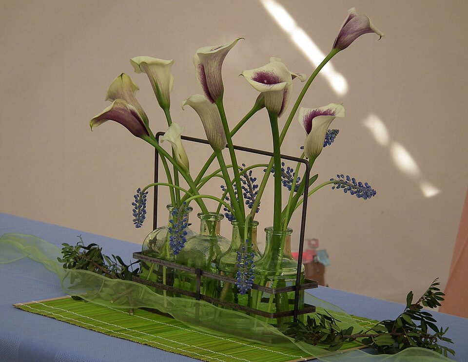 Muscari (Grape hyacinths)
