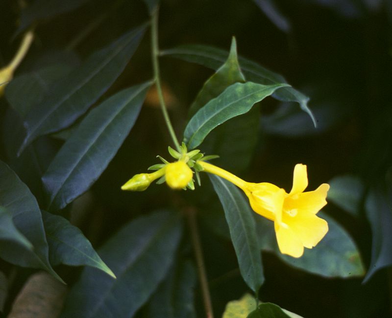 Allamanda cathartica (Allamanda Vine) (alternate view 7)