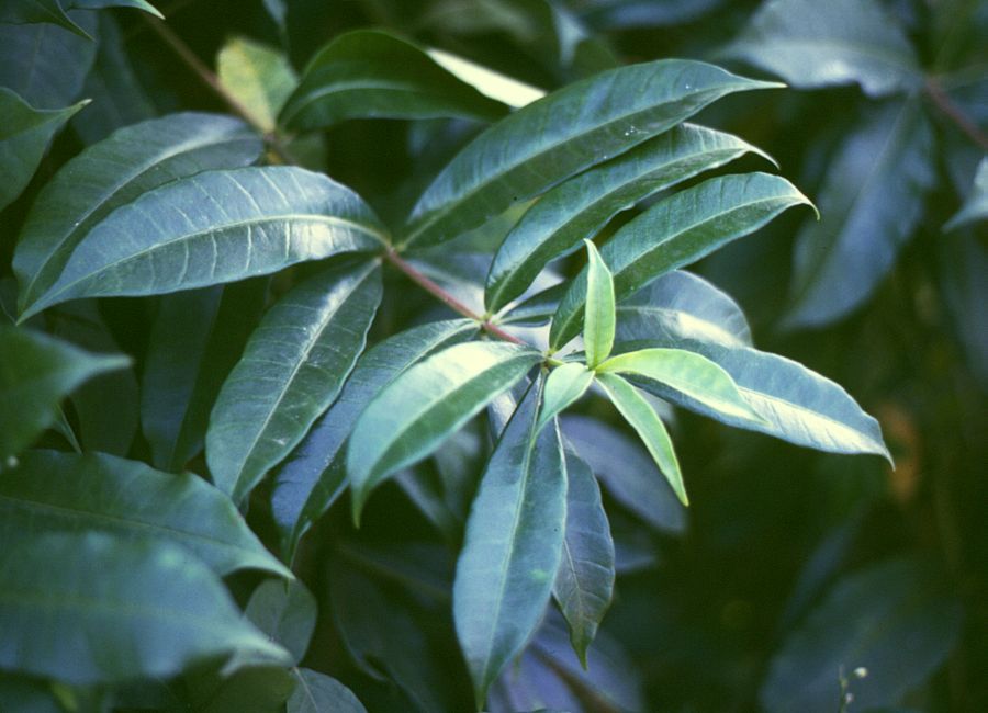 Allamanda cathartica (Allamanda Vine) (alternate view 8)