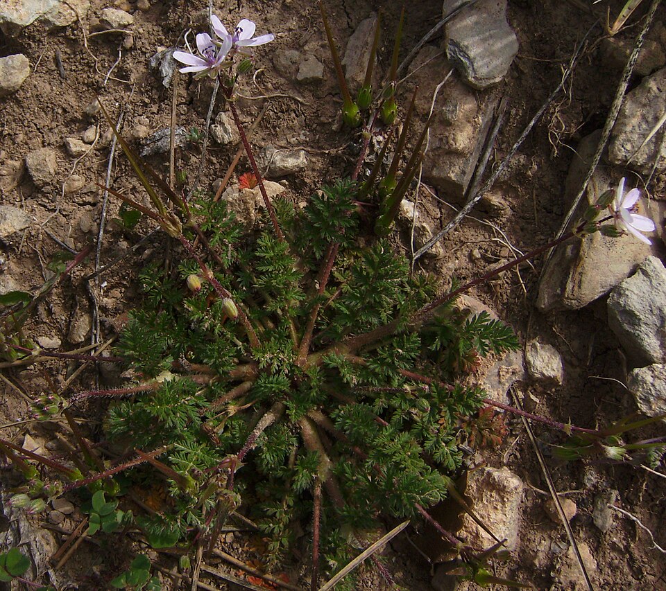 Erodium cicutarium (Redstem Stork's-bill)
