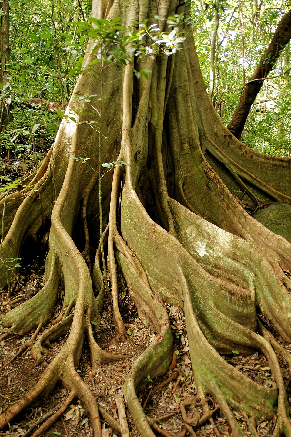 Ficus aurea (Florida Strangler Fig) (alternate view 6)