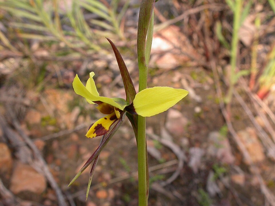 Diuris sulphurea (Tiger Orchid) (alternate view 3)