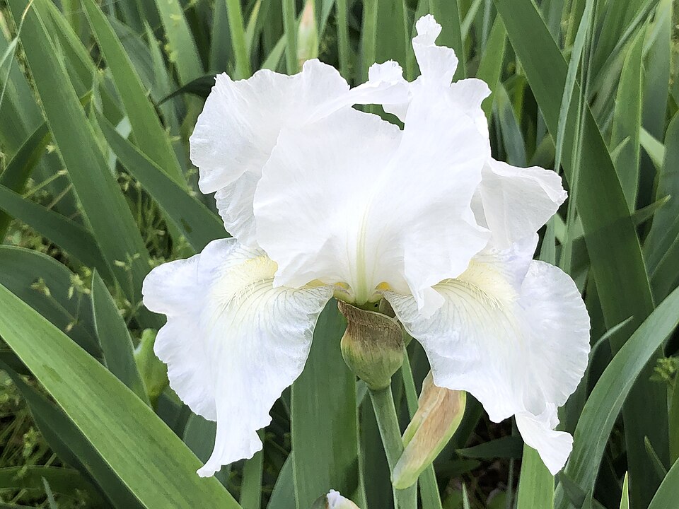 Iris germanica 'Immortality' (Immortality Reblooming Bearded Iris) (alternate view 2)