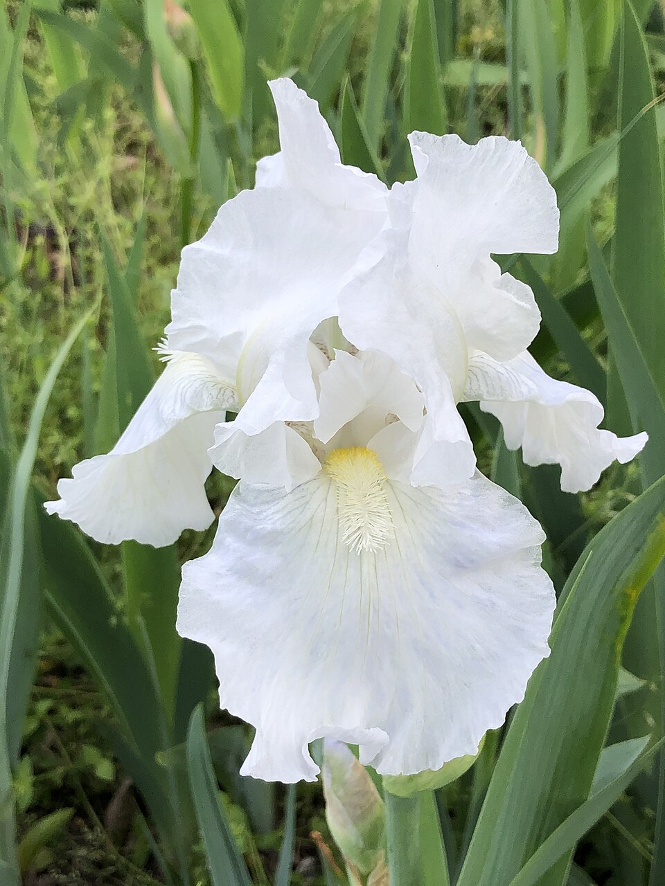 Iris germanica 'Immortality' (Immortality Reblooming Bearded Iris) (alternate view 3)