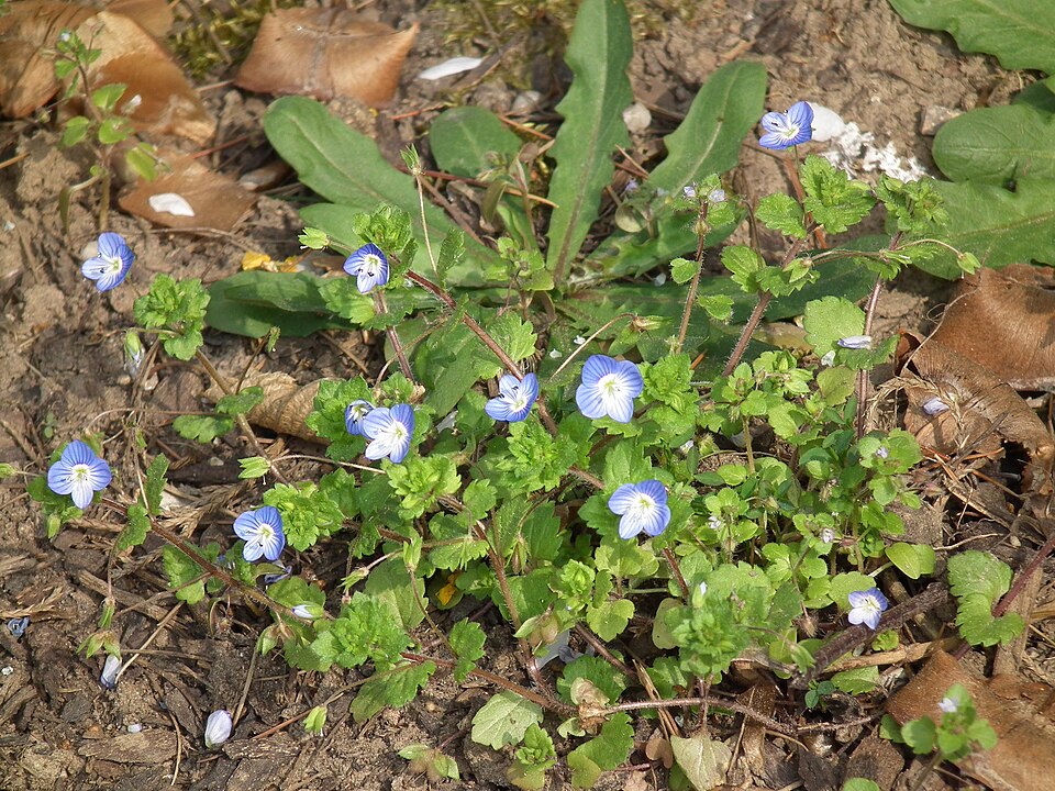 Veronica persica (bird's-eye speedwell)