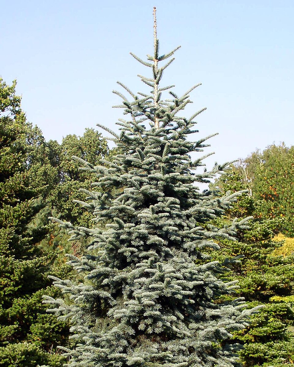 Abies procera 'Glauca' (Blue Noble Fir) (alternate view 4)