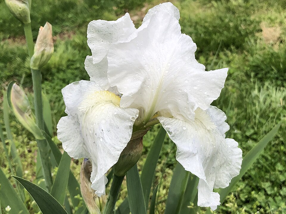 Iris germanica 'Immortality' (Immortality Reblooming Bearded Iris) (alternate view 4)