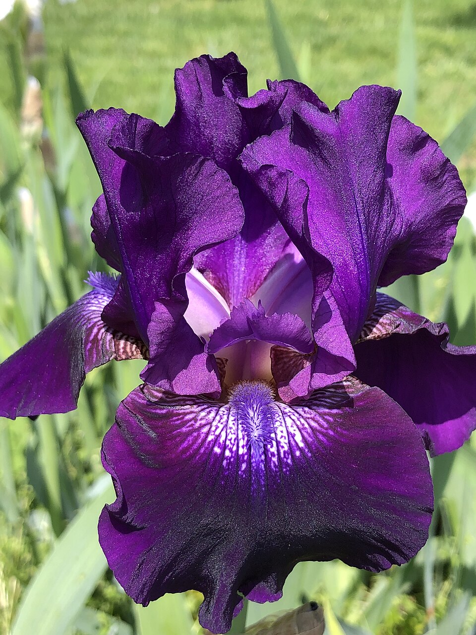 Iris germanica 'Rosalie Figge' (Rosalie Figge Reblooming Iris)