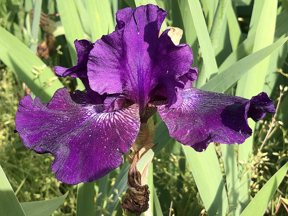 Iris germanica 'Rosalie Figge' (Rosalie Figge Reblooming Iris) (alternate view 2)