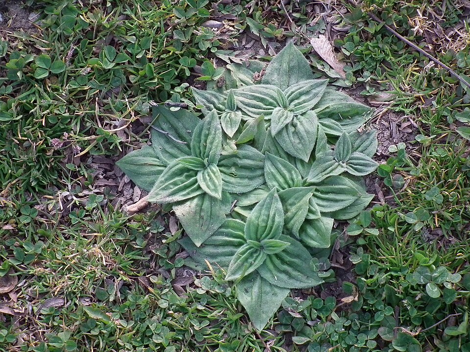 Plantago media (Hoary Plantain)