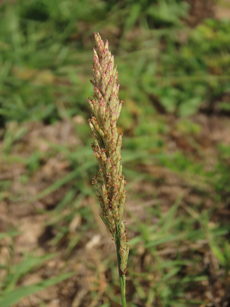Eragrostis (Lovegrasses) (alternate view 4)