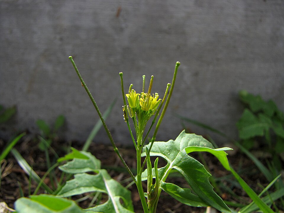 Sisymbrium irio (London rocket) (alternate view 9)
