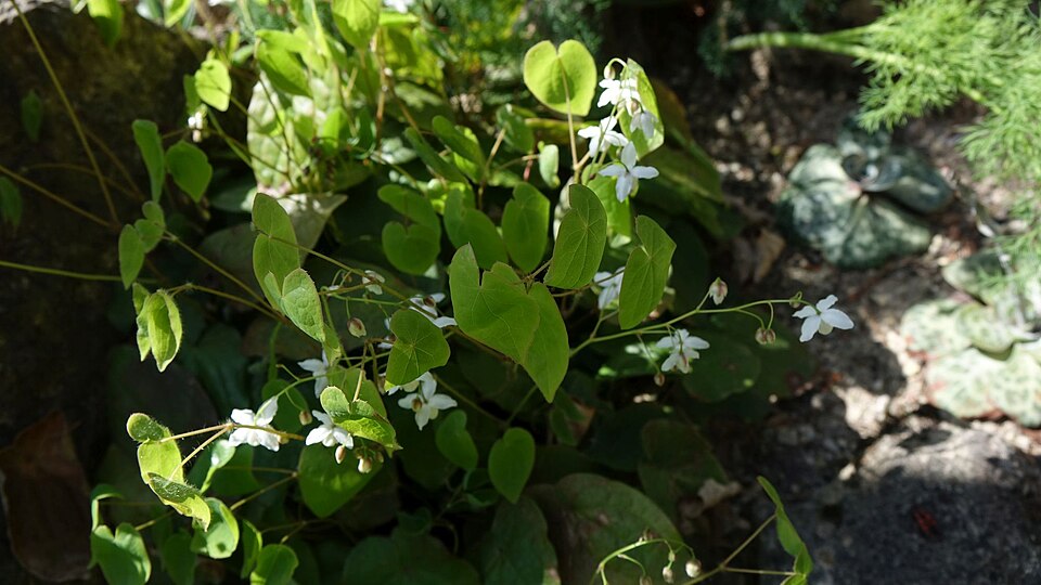 Epimedium (barrenworts) (alternate view 5)