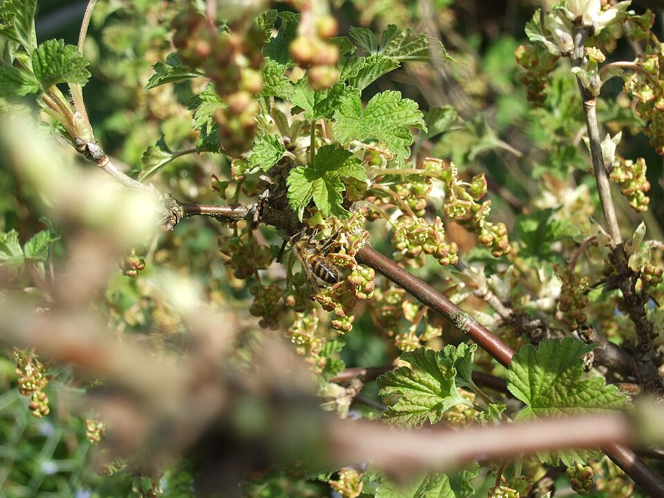 Ribes rubrum (Red Currant)