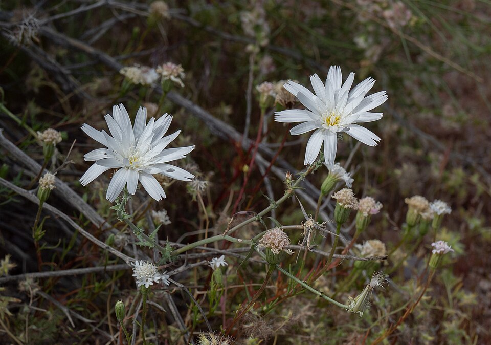 Pyrrhopappus (desert-chicories)