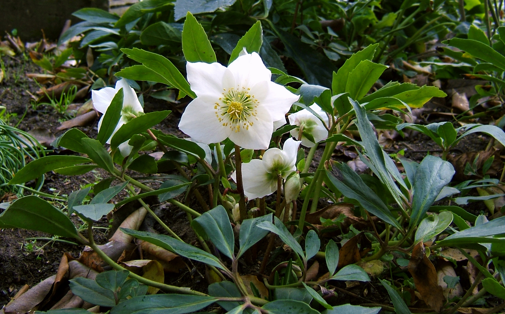 Helleborus niger, Christmas rose — clumping evergreen (Ranunculaceae) (image 1 of 10)