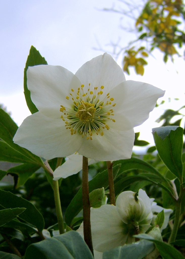 Helleborus niger, Christmas rose — clumping evergreen (Ranunculaceae) (image 2 of 10)