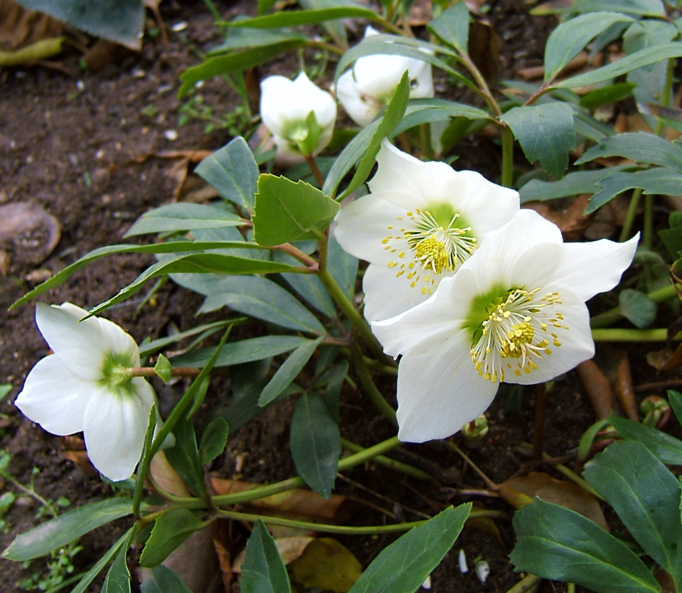 Helleborus niger, Christmas rose — clumping evergreen (Ranunculaceae) (image 3 of 10)